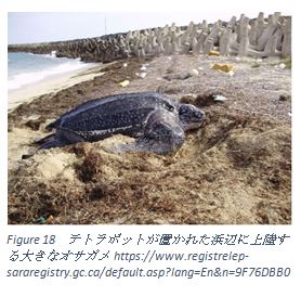 2　ウミガメの危機-5